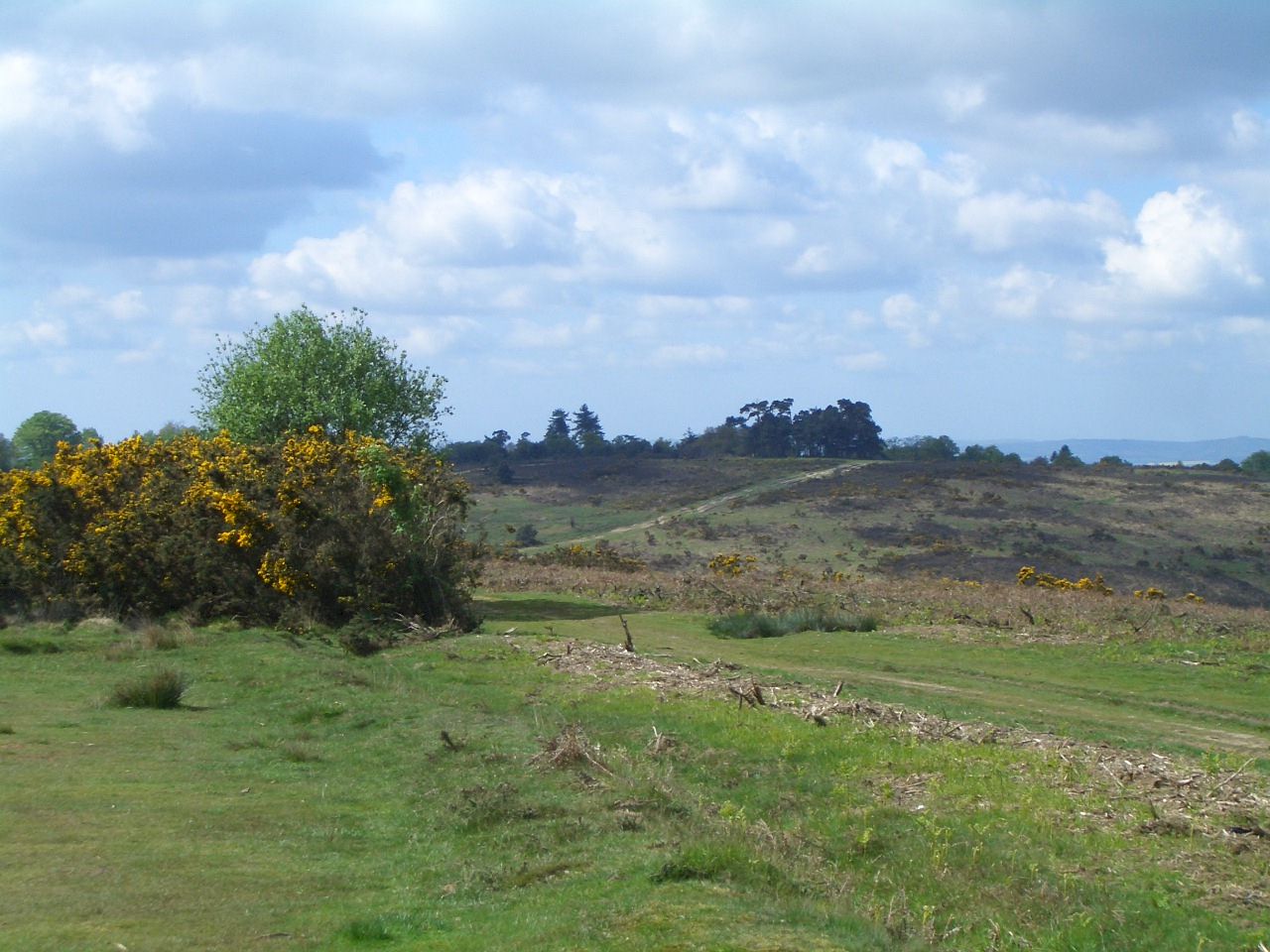 Ashdown Forest